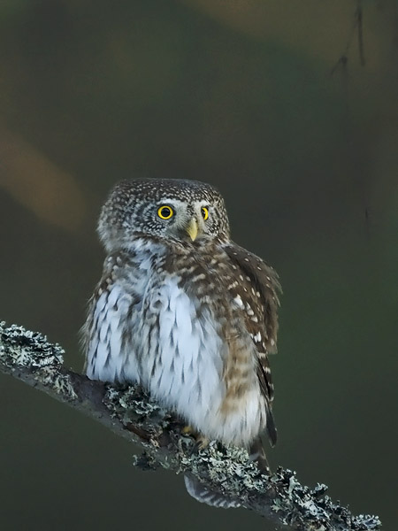 Varpuspöllö, Eurasian Pygmy Owl, Glaucidium passerinum 